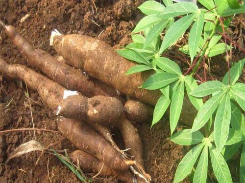 manioc senegal
