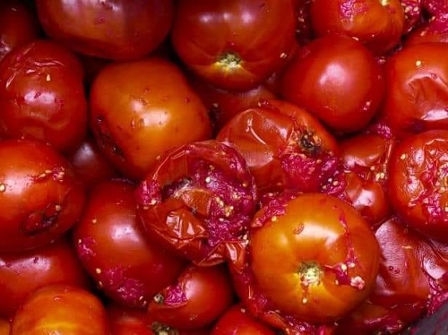 tomates pourries